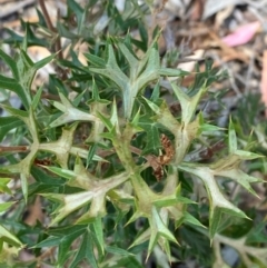 Grevillea ramosissima subsp. ramosissima (Fan Grevillea) at Goulburn, NSW - 30 Mar 2024 by Tapirlord