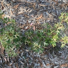 Grevillea ramosissima subsp. ramosissima at Mount Gray Recreation Reserve, Goulburn - 30 Mar 2024