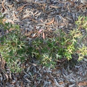 Grevillea ramosissima subsp. ramosissima at Mount Gray Recreation Reserve, Goulburn - 30 Mar 2024