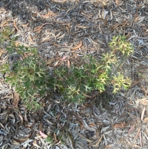 Grevillea ramosissima subsp. ramosissima at Mount Gray Recreation Reserve, Goulburn - 30 Mar 2024 01:44 PM