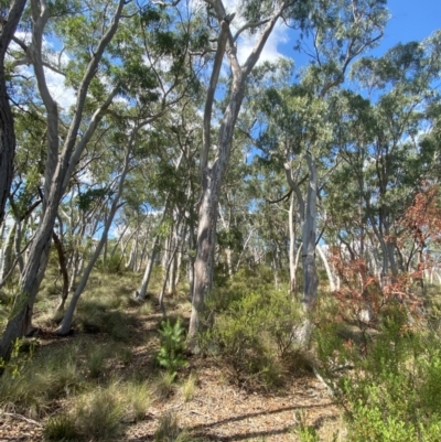 Eucalyptus rossii (Inland Scribbly Gum) at Gorman Road Bush Reserve, Goulburn - 30 Mar 2024 by Tapirlord