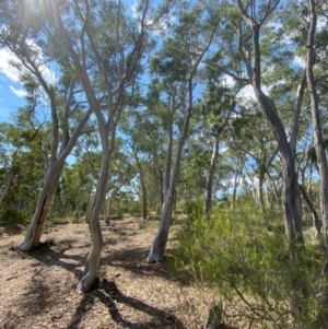 Eucalyptus rossii at Gorman Road Bush Reserve, Goulburn - 30 Mar 2024 01:44 PM