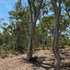 Eucalyptus rossii at Gorman Road Bush Reserve, Goulburn - 30 Mar 2024 01:44 PM