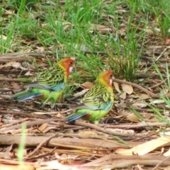 Platycercus eximius (Eastern Rosella) at Holt, ACT - 31 Dec 2007 by AlisonMilton