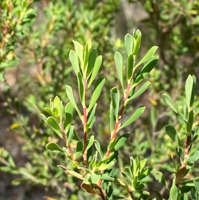 Leucopogon muticus (Blunt Beard-heath) at Gorman Road Bush Reserve, Goulburn - 30 Mar 2024 by Tapirlord