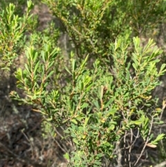 Styphelia mutica at Mount Gray Recreation Reserve, Goulburn - 30 Mar 2024 01:44 PM