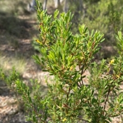 Styphelia mutica at Mount Gray Recreation Reserve, Goulburn - 30 Mar 2024 01:44 PM