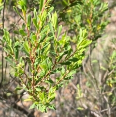 Styphelia mutica at Mount Gray Recreation Reserve, Goulburn - 30 Mar 2024