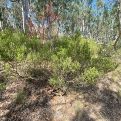 Styphelia mutica at Mount Gray Recreation Reserve, Goulburn - 30 Mar 2024 01:44 PM