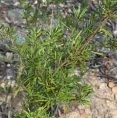 Kunzea ericoides (Burgan) at Goulburn, NSW - 30 Mar 2024 by Tapirlord