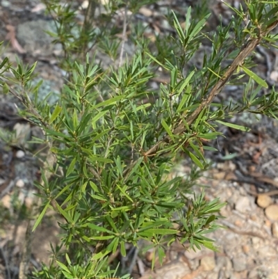 Kunzea ericoides (Burgan) at Goulburn, NSW - 30 Mar 2024 by Tapirlord