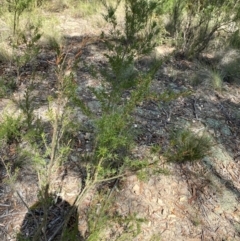 Kunzea ericoides at Mount Gray Recreation Reserve, Goulburn - 30 Mar 2024