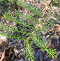 Acacia decurrens (Green Wattle) at Goulburn, NSW - 30 Mar 2024 by Tapirlord