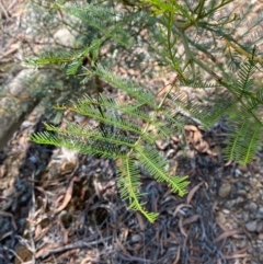 Acacia decurrens at Goulburn, NSW - 30 Mar 2024 01:43 PM