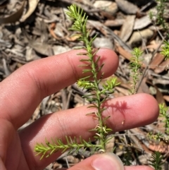 Ozothamnus diosmifolius (Rice Flower, White Dogwood, Sago Bush) at Goulburn, NSW - 30 Mar 2024 by Tapirlord