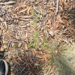 Ozothamnus diosmifolius at Goulburn, NSW - 30 Mar 2024 01:43 PM