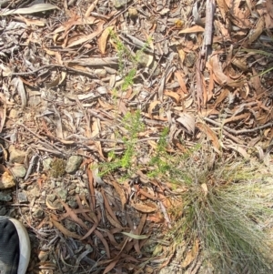 Ozothamnus diosmifolius at Goulburn, NSW - 30 Mar 2024 01:43 PM