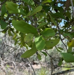 Amyema congener subsp. congener (A Mistletoe) at Bungonia, NSW - 30 Mar 2024 by Tapirlord