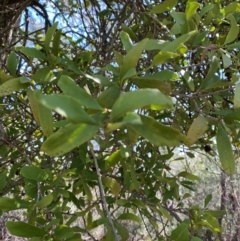 Amyema congener subsp. congener at Bungonia National Park - 30 Mar 2024