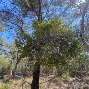 Amyema congener subsp. congener at Bungonia National Park - 30 Mar 2024