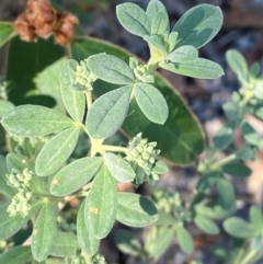 Zieria cytisoides (Downy Zieria) at Bungonia, NSW - 30 Mar 2024 by Tapirlord