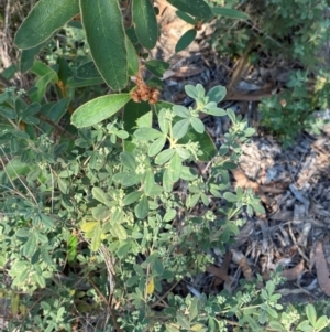 Zieria cytisoides at Bungonia National Park - 30 Mar 2024