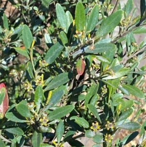 Beyeria viscosa at Bungonia National Park - 30 Mar 2024