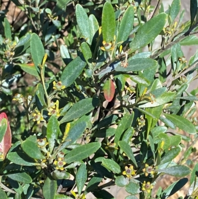 Beyeria viscosa (Pinkwood) at Bungonia, NSW - 30 Mar 2024 by Tapirlord