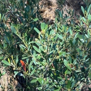 Beyeria viscosa at Bungonia National Park - 30 Mar 2024