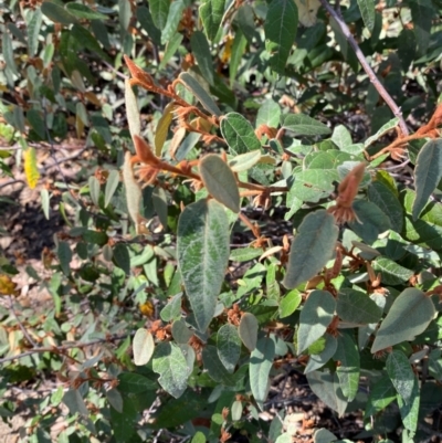 Lasiopetalum macrophyllum (Shrubby Velvet-Bush) at Bungonia, NSW - 30 Mar 2024 by Tapirlord
