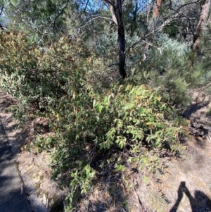 Lasiopetalum macrophyllum at Bungonia National Park - 30 Mar 2024