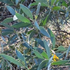 Acacia binervia (Coastal Myall, Kai'arrewan) at Bungonia, NSW - 30 Mar 2024 by Tapirlord
