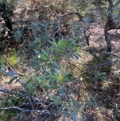 Acacia binervia at Bungonia, NSW - 30 Mar 2024