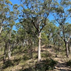 Eucalyptus moluccana (Grey Box) at Bungonia, NSW - 30 Mar 2024 by Tapirlord
