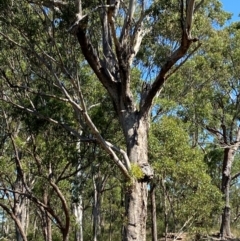 Eucalyptus moluccana at Bungonia, NSW - 30 Mar 2024 12:20 PM