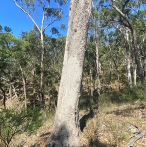 Eucalyptus moluccana at Bungonia, NSW - 30 Mar 2024 12:20 PM