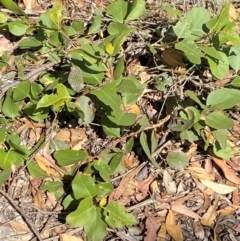 Eucalyptus moluccana at Bungonia, NSW - 30 Mar 2024 12:20 PM