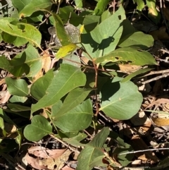 Eucalyptus moluccana at Bungonia, NSW - 30 Mar 2024 12:20 PM