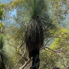 Xanthorrhoea glauca subsp. angustifolia (Grey Grass-tree) at Bungonia, NSW - 30 Mar 2024 by Tapirlord