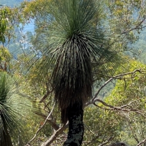 Xanthorrhoea glauca subsp. angustifolia at Bungonia National Park - 30 Mar 2024