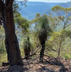 Xanthorrhoea glauca subsp. angustifolia at Bungonia National Park - suppressed