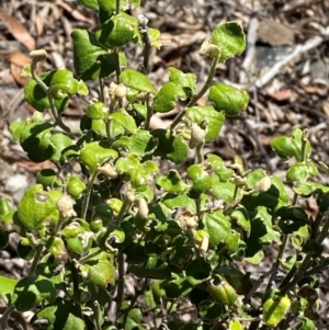 Dampiera purpurea at Bungonia National Park - 30 Mar 2024