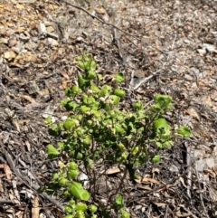 Dampiera purpurea at Bungonia National Park - 30 Mar 2024