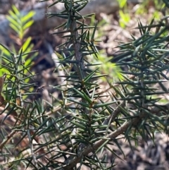 Acacia ulicifolia (Prickly Moses) at Bungonia, NSW - 30 Mar 2024 by Tapirlord