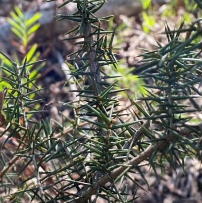 Acacia ulicifolia (Prickly Moses) at Bungonia National Park - 30 Mar 2024 by Tapirlord