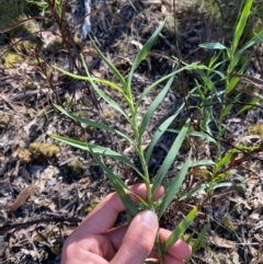 Stypandra glauca (Nodding Blue Lily) at Bungonia, NSW - 30 Mar 2024 by Tapirlord