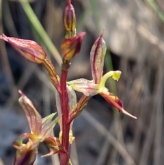 Acianthus exsertus (Large Mosquito Orchid) at Bungonia, NSW - 30 Mar 2024 by Tapirlord