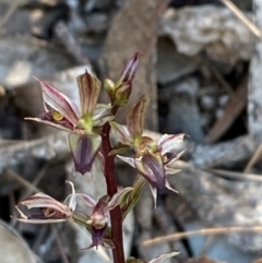 Acianthus exsertus at Bungonia National Park - suppressed