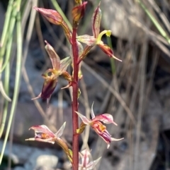 Acianthus exsertus at Bungonia National Park - suppressed