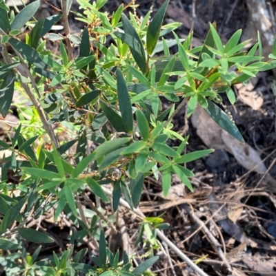 Leucopogon affinis (Lance Beard-heath) at Bungonia, NSW - 30 Mar 2024 by Tapirlord